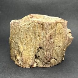 Madagascar Petrified Wood Stump