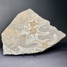 STARFISH FOSSIL PLAQUE