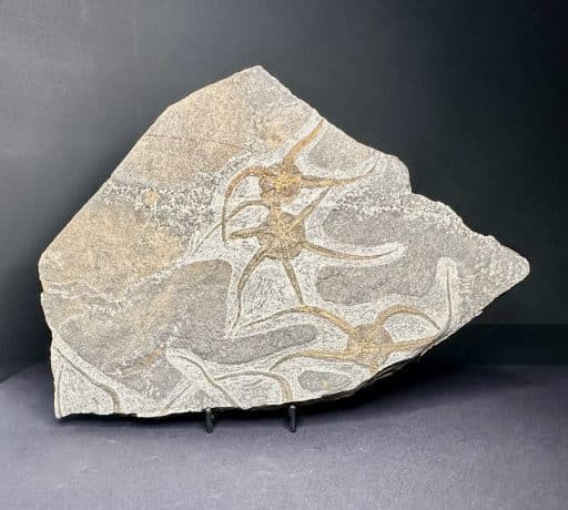 STARFISH FOSSIL PLAQUE