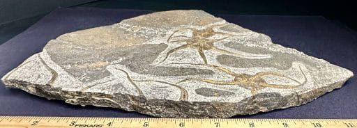 GAL302 STARFISH FOSSIL PLAQUE - Image 3