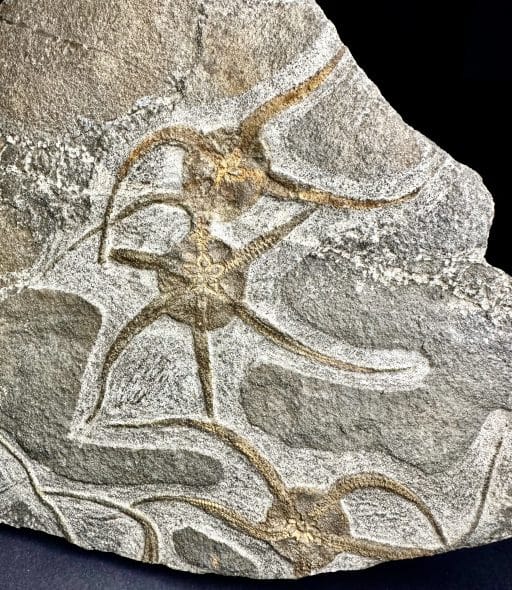 GAL302 STARFISH FOSSIL PLAQUE - Image 4