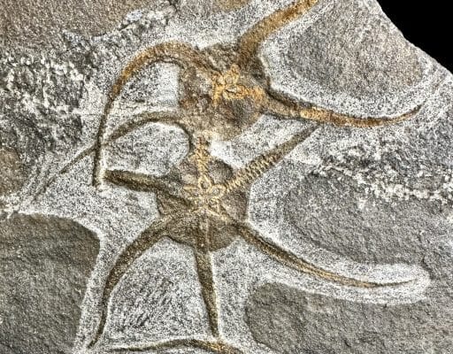 STARFISH FOSSIL PLAQUE