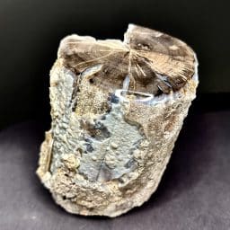 WYOMING PETRIFIED WOOD