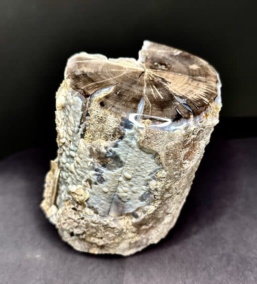 WYOMING PETRIFIED WOOD