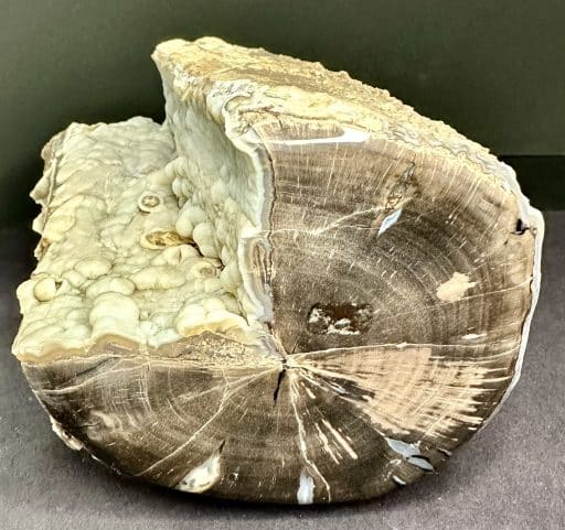 WYOMING PETRIFIED WOOD