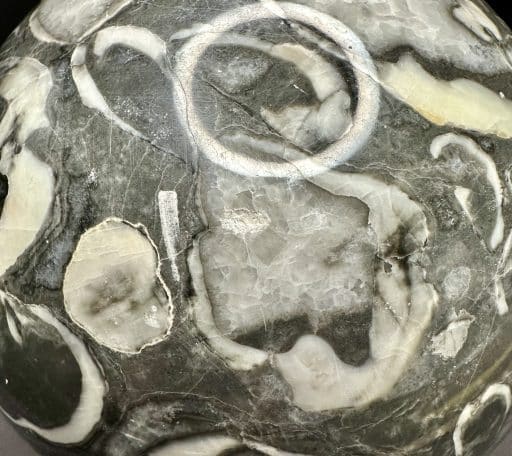 GAL705 FOSSIL SHELL MARBLE SPHERE - Image 6