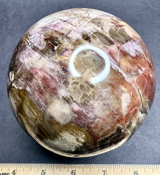 Petrified Wood