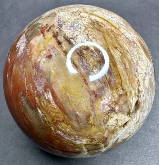 SP207 Petrified Wood - Image 3