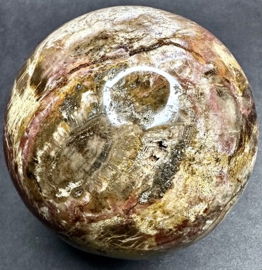 SP207 Petrified Wood - Image 4