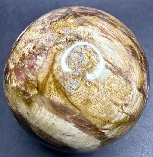 SP207 Petrified Wood - Image 5