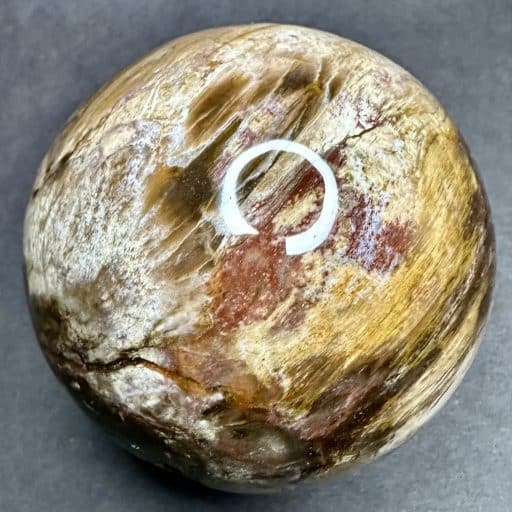 SP207 Petrified Wood - Image 6