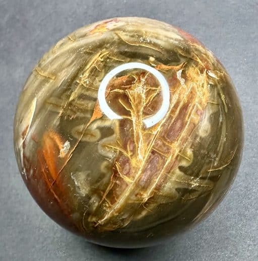 SP303 Petrified Wood - Image 3