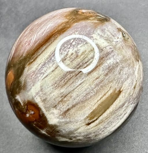 SP303 Petrified Wood - Image 5