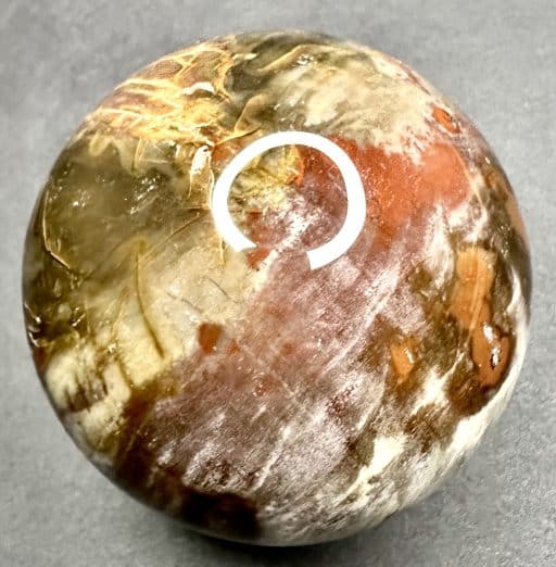 SP303 Petrified Wood - Image 6