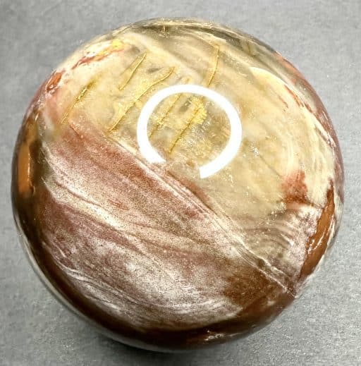 SP303 Petrified Wood - Image 7