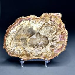 Madagascar Petrified Wood Slab