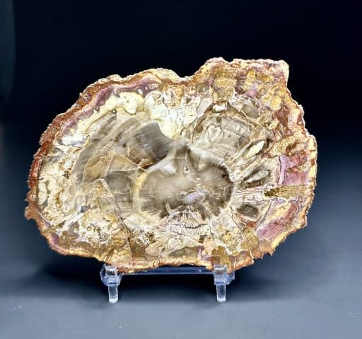 Madagascar Petrified Wood Slab