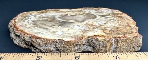 PW108 Madagascar Petrified Wood Slab - Image 3