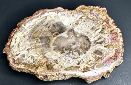 PW108 Madagascar Petrified Wood Slab - Image 5