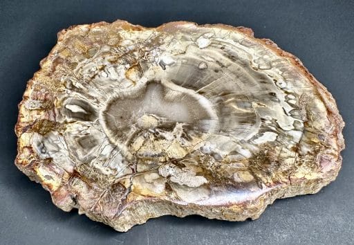 Madagascar Petrified Wood Slab