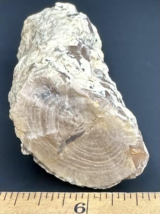 PW110 Petrified Wood Limb - Image 3