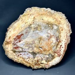 Madagascar Petrified Wood