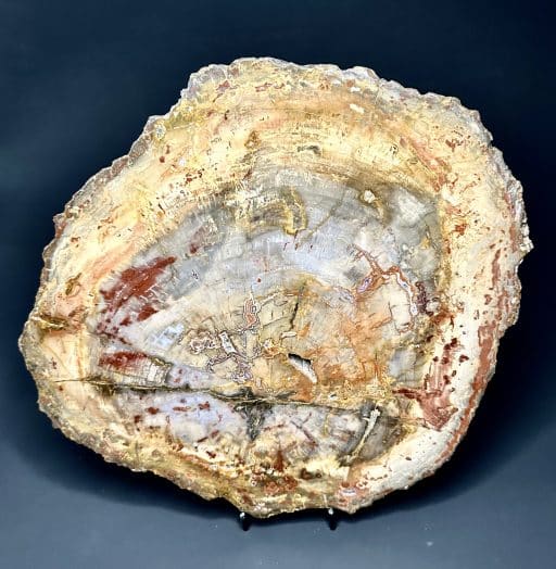 Madagascar Petrified Wood