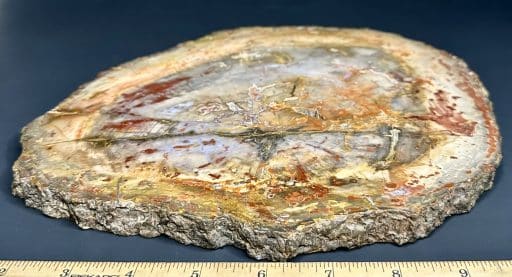 PW208 Madagascar Petrified Wood - Image 3