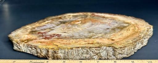 PW208 Madagascar Petrified Wood - Image 4