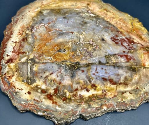 PW208 Madagascar Petrified Wood - Image 5