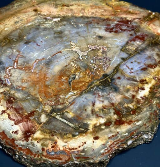 Madagascar Petrified Wood