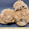 Creedite
