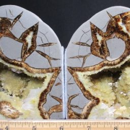 Septarian