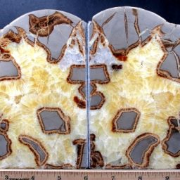 Septarian Bookends