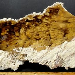 fossilized Coral specimen from Tampa Bay, Florida