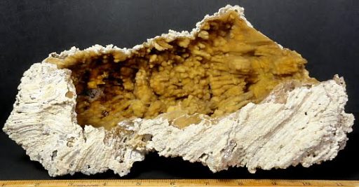 fossilized Coral specimen from Tampa Bay, Florida