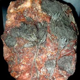 Crinoid Plaque