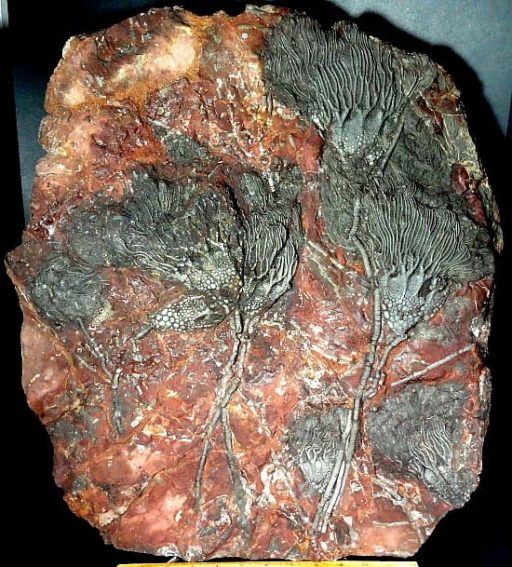 Crinoid Plaque