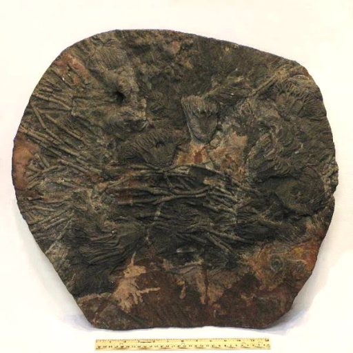 Crinoid Plaque