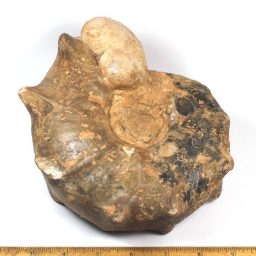 EUHOPLITE AMMONITE