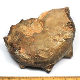 EUHOPLITE AMMONITE