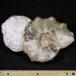 EUHOPLITE AMMONITE