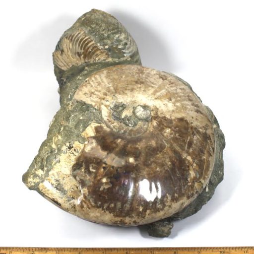 MADAGASCAR AMMONITES