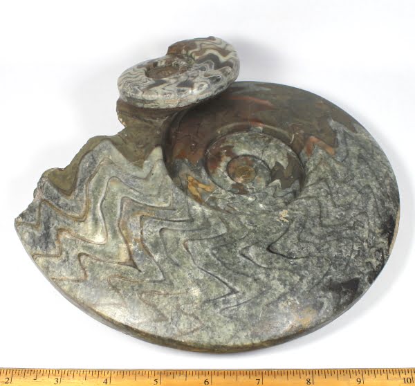 GAL207 GEISONOCERAS AMMONOID - The Rock Shed