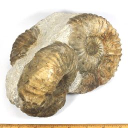 MOROCCO AMMONITES