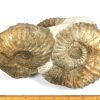 GAL208  MOROCCO AMMONITES - Image 2