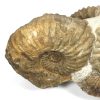 GAL208  MOROCCO AMMONITES - Image 3