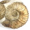GAL208  MOROCCO AMMONITES - Image 4