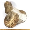 GAL208  MOROCCO AMMONITES - Image 5