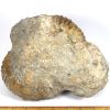 GAL208  MOROCCO AMMONITES - Image 6